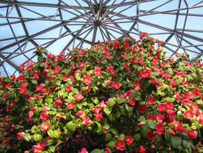 Rote Blüten der Kamelie Rote Blüten der Kamelie