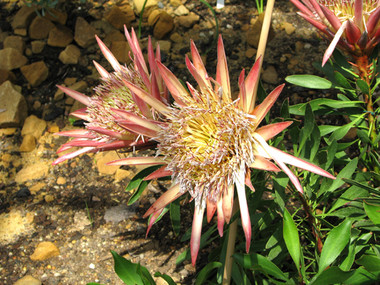 Königsprotee/Protea-die Nationalblume Südafrikas