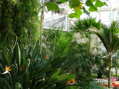 View into the Palm House